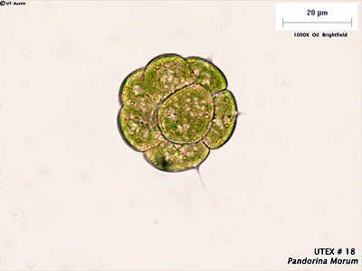 <strong>UTEX 18</strong> <br><i>Pandorina morum</i>
