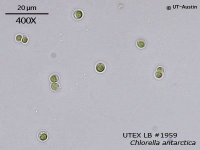 <strong>UTEX LB 1959</strong> <br><i>Chlorella antarctica</i>