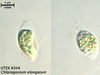 UTEX 204 Chlorogonium elongatum | UTEX Culture Collection of Algae