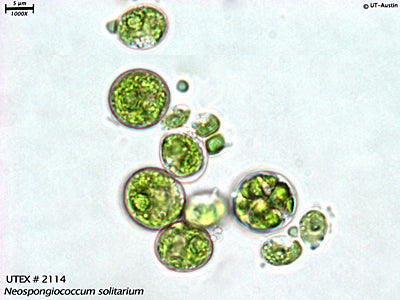<strong>UTEX B 2114</strong> <br><i>Neospongiococcum solitarium</i>