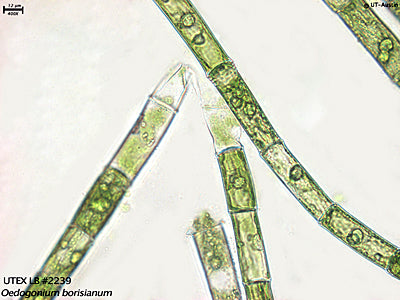 <strong>UTEX LB 2239</strong> <br><i>Oedogonium borisianum</i>