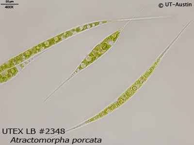 <strong>UTEX LB 2348</strong> <br><i>Atractomorpha porcata</i>
