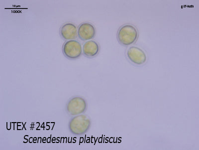 <strong>UTEX 2457</strong> <br><i>Scenedesmus platydiscus</i>