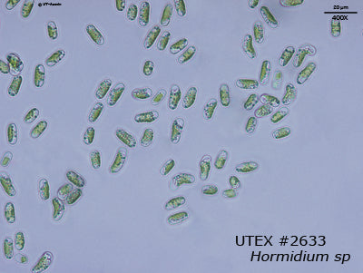 <strong>UTEX 2633</strong> <br><i>Hormidium sp.</i>
