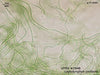 UTEX B 2948 Leptolyngbya corticola | UTEX Culture Collection of Algae