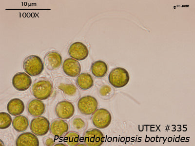 <strong>UTEX 335</strong> <br><i>Pseudendocloniopsis botryoides</i>