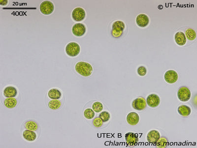 <strong>UTEX B 407</strong> <br><i>Chlamydomonas monadina</i>