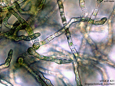 <strong>UTEX 421</strong> <br><i>Stigeoclonium pascheri</i>