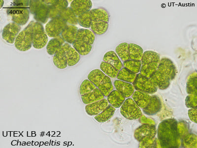 <strong>UTEX LB 422</strong> <br><i>Chaetopeltis sp.</i>