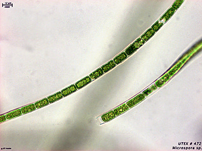 <strong>UTEX LB 472</strong> <br><i>Microspora sp.</i>