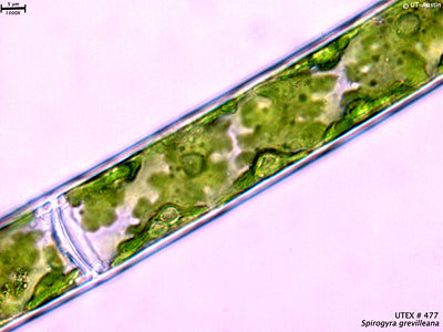 <strong>UTEX LB 477</strong> <br><i>Spirogyra grevilleana</i>