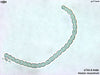 UTEX B 486 Nostoc muscorum | UTEX Culture Collection of Algae