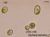UTEX 49 Vischeria helvetica | UTEX Culture Collection of Algae