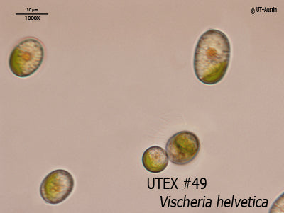 <strong>UTEX 49</strong> <br><i>Vischeria helvetica</i>