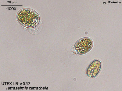 <strong>UTEX LB 557</strong> <br><i>Tetraselmis tetrathele</i>