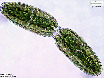 <strong>UTEX LB 561</strong> <br><i>Netrium digitus</i>