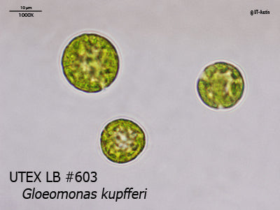 <strong>UTEX LB 603</strong> <br><i>Gloeomonas kupfferi</i>