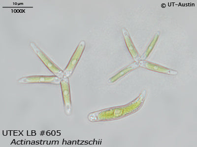 <strong>UTEX LB 605</strong> <br><i>Actinastrum hantzschii</i>
