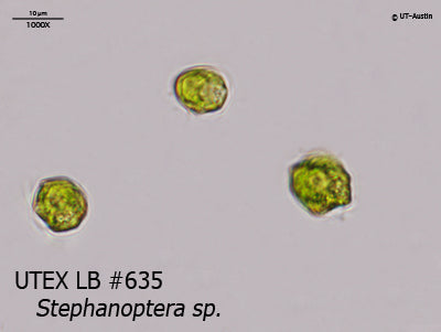 <strong>UTEX LB 635</strong> <br><i>Stephanoptera sp.</i>