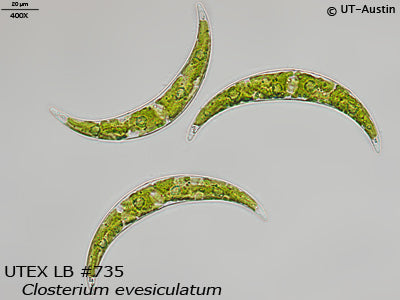 <strong>UTEX LB 735</strong> <br><i>Closterium evesiculatum</i>