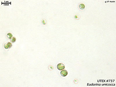 <strong>UTEX 737</strong> <br><i>Eudorina unicocca</i>
