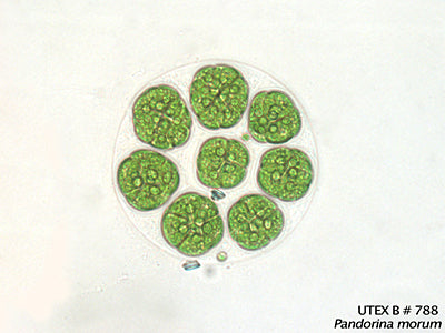 <strong>UTEX LB 788</strong> <br><i>Pandorina morum</i>