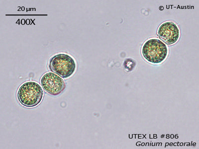 <strong>UTEX LB 806</strong> <br><i>Gonium pectorale</i>