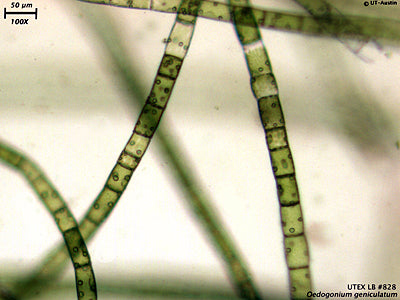 <strong>UTEX LB 828</strong> <br><i>Oedogonium geniculatum</i>