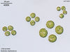 UTEX LB 840 Pandorina charkowiensis | UTEX Culture Collection of Algae