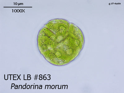 <strong>UTEX LB 863</strong> <br><i>Pandorina morum</i>