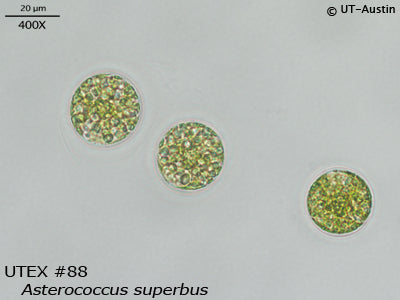 <strong>UTEX 88</strong> <br><i>Asterococcus superbus</i>