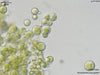 UTEX 90 Pseudotrebouxia potteri | UTEX Culture Collection of Algae