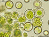 UTEX 90 Pseudotrebouxia potteri | UTEX Culture Collection of Algae