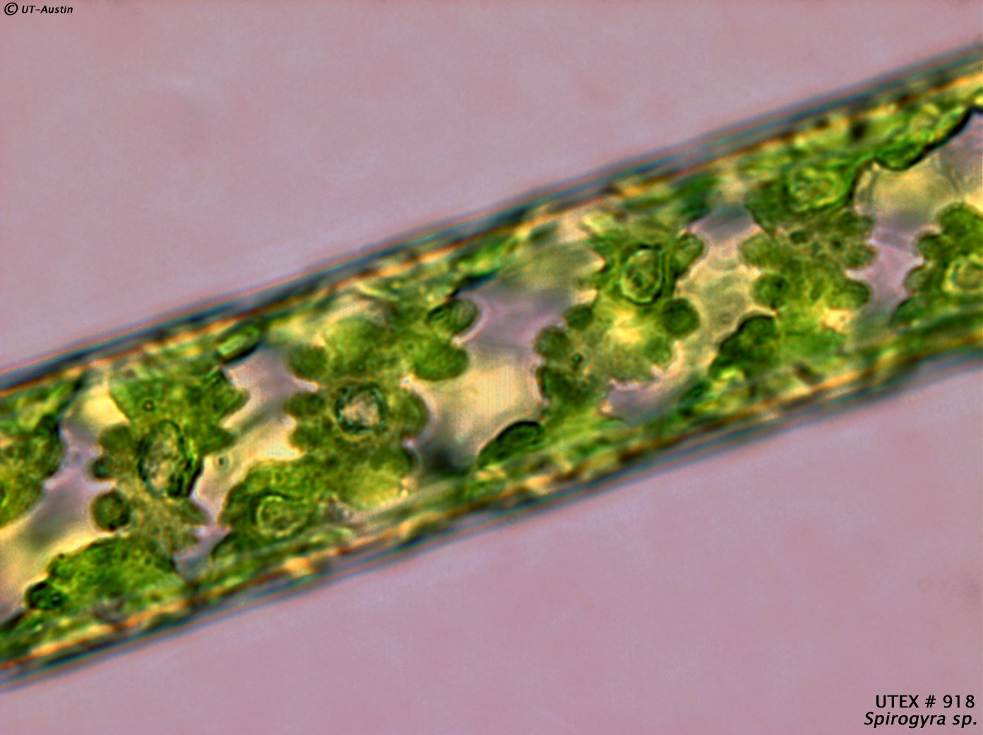 UTEX 918 Spirogyra sp. | UTEX Culture Collection of Algae