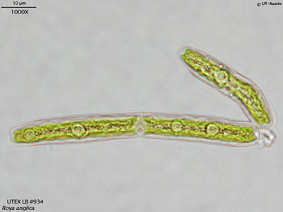 <strong>UTEX LB 934</strong> <br><i>Roya anglica</i>