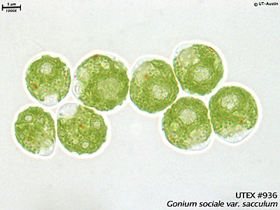 <strong>UTEX 936</strong> <br><i>Gonium sociale var. sacculum</i>