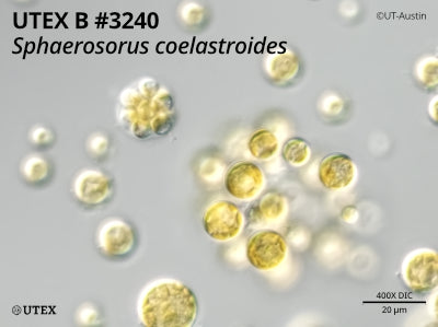 <strong>UTEX B 3240</strong> <br><i>Sphaerosorus coelastroides</i>