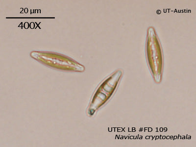 <strong>UTEX LB FD109</strong> <br><i>Navicula cryptocephala</i>
