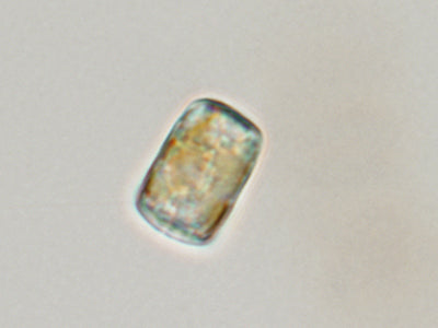 <strong>UTEX LB FD1</strong> <br><i>Cyclotella meneghiniana</i>