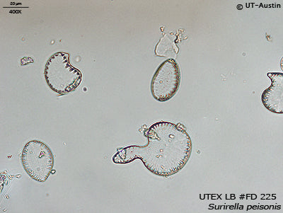 <strong>UTEX LB FD225</strong> <br><i>Surirella peisonis</i>