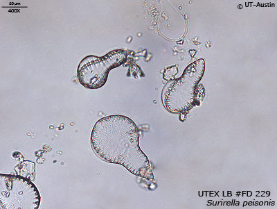 <strong>UTEX LB FD229</strong> <br><i>Surirella peisonis</i>