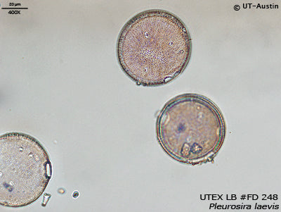 <strong>UTEX LB FD248</strong> <br><i>Pleurosira laevis</i>