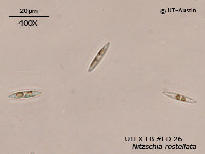 <strong>UTEX LB FD26</strong> <br><i>Nitzschia rostellata</i>