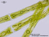 UTEX LB 1253 Gonatozygon monotaenium | UTEX Culture Collection of Algae
