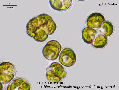 <strong>UTEX LB 1387</strong> <br><i>Chlorosarcinopsis negevensis f. negevensis</i>