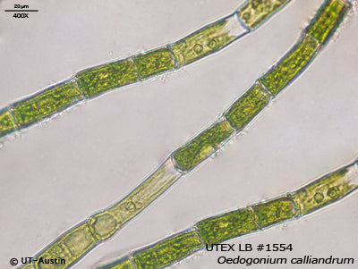 <strong>UTEX LB 1554</strong> <br><i>Oedogonium calliandrum</i>