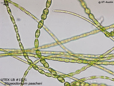 <strong>UTEX LB 1571</strong> <br><i>Stigeoclonium pascheri</i>