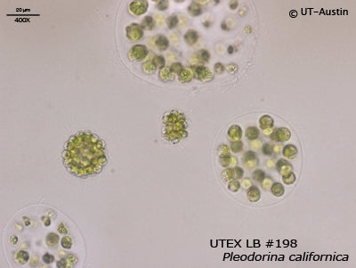 <strong>UTEX LB 198</strong> <br><i>Pleodorina californica</i>