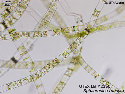<strong>UTEX LB 2350</strong> <br><i>Sphaeroplea robusta</i>