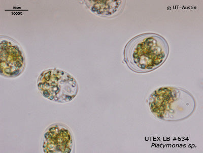 <strong>UTEX LB 634</strong> <br><i>Platymonas sp.</i>